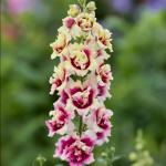 ������� ��� ���� ��� Lemon Purple Heart 10 �� �������!