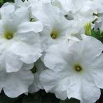    White () 10 