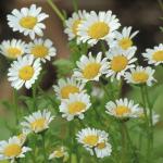   Daisy Day 10 