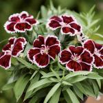    Crimson Bicolour 5  !