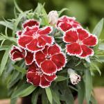   Scarlet Bicolor 5  !
