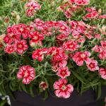 �������� ��������� �������� Scarlet Frost 5 �� �������!