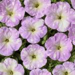 ������� �������������� ��� ���� Lilac (�����) 5 �� �������!