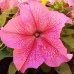 ������� ��������������� ����� Rose Veined (�����) 10 �� �������!