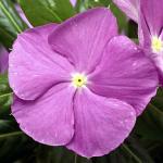     Lavender with Eye 5 