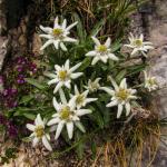 ��������� ���������� Everest 10 ��