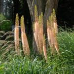   Foxtail Lily 5 