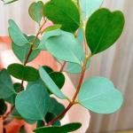 �������� ����������� Heart Leaf Mallee 5 ��