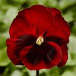 ����� ��������������� ���� Red with Blotch 5 �� �������!