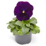 ����� ��������������� ���� Violet 5 �� �������!