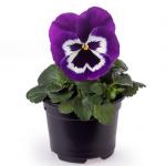 ����� ��������������� ���� Violet Face 5 �� �������!