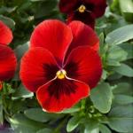 ����� ��������� ������ XL Scarlet Blotch 3 ��