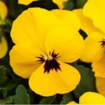    XL Yellow Blotch 3 