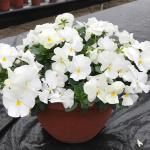    XL White 3 