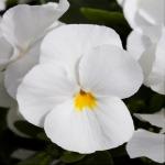    White 5 