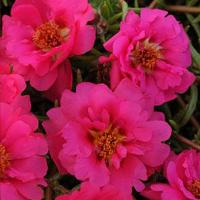     Fuchsia () 5 