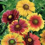   Single flowered  20 