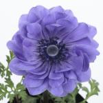     Blue 3 