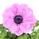     Rose 3 