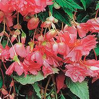 ������� ��������� ������ ������� (�����) 10 ��