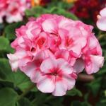 ���������� ��������� �������� New Star 3 ��