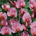   Roseus 10 