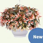    Salmon Bicolor () 3  !