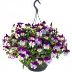 ����� ��������� ��������� Violet Face 3 �� �������!
