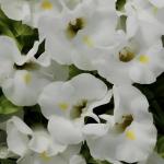    White () 5 