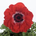     Scarlet 3 