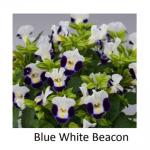    Blue White Beacon () 5 
