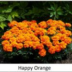 �������� ����������� ����� Orange 10 ��