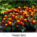 �������� ����������� ����� Spry 10 ��