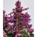 ������� ������� Lilac Galo 10 �� �������!