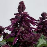 ������� ������� Purple 10 �� �������!