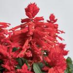 ������� ������� Red 10 �� �������!