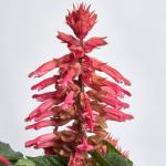 ������� ������� Rose 10 �� �������!