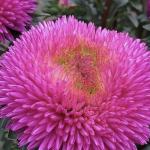 ����� ����������� Dragon Heart 10 ��