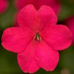 ��������� ����� XDR Rose 5 ��