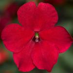 ��������� ����� XDR Red 5 ��