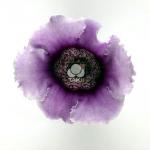 Глоксиния Импресс Lavender Bicolor (драже) 5 шт