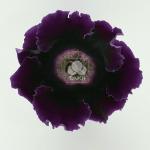Глоксиния Импресс Purple (драже) 5 шт