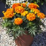 �������� ����������� ��������� Sunset Gold 5 ��