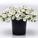 ���������� ������� White (�����) 5 ��