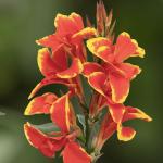    Red Gold Flame 3  !