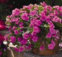     Lilac	5 