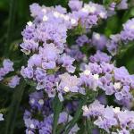   Lavender 10 