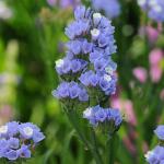   Pale Blue 10 