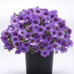 ���������� ������� Denim (�����) 5 ��