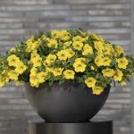 ���������� ������� Yellow (�����) 5 ��